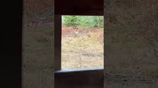 lonebowhunter archery archeryhunter bowhunting funny deerseason hunting [upl. by Anirtruc]