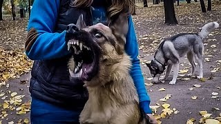 НАПАДЕНИЕ БЕШЕНОЙ ОВЧАРКИ rabid dog attacks [upl. by Brenn]