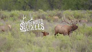 SEPTEMBER CALLS  We Love The Elk Rut [upl. by Comstock956]