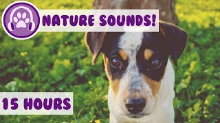 Calming Nature Sound for Dogs Desensitise your Dog with Sound Effects Designed for Anxious Puppies [upl. by Renba]