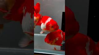 betta fish aquarium setup shortsfishbettafishtrendingfighterfishcolourfishfishshort [upl. by Hilliary845]