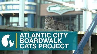 Atlantic City Boardwalk Cats Project [upl. by Roxana]