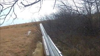 Setter Quail Hunt 12 14 12 [upl. by Cicenia]