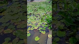 Kamal ka phool ka bagicha nature gardening [upl. by Egief]