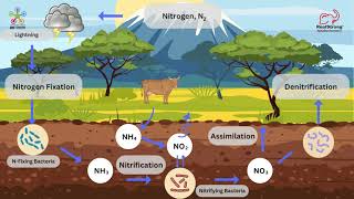 Nitrogen Cycle [upl. by Hickie620]