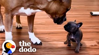 French Bulldog Puppy Is Raised By Kittens  The Dodo [upl. by Lillywhite]