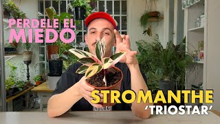 🌱 Cuidando Plantas Stromanthe triostar 🌱 Todas las claves para que no pare de crecer 💡 [upl. by Mcadams]