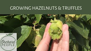 Growing Hazelnut Shrubs with Truffles [upl. by Idnal982]