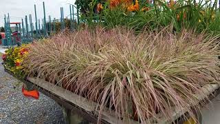 Pennisetum Cherry Sparkler [upl. by Swetlana267]