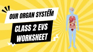 Class 2 EVS Worksheet Chapter 2 Our Organ System worldofworksheetswow8570 [upl. by Anhpad]