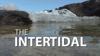 The Intertidal  UnderH2O  PBS Digital Studios [upl. by Gilead]