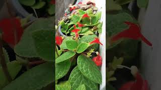 Episcia plant കാണാൻ എത്ര മനോഹരം flute music instrumental flowers youtubeshorts ❤️ [upl. by Annoyed]