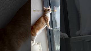 What attracts cats outside the window 貓咪的迷惑行為 被治愈的瞬間 [upl. by Acenom]