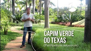 Capim verde do Texas  Jardim sem segredo [upl. by Gehman]