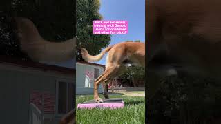 youtubeshorts belgianmalinois dogtraining dogtricks malinoislovers belgianshepherd doglover [upl. by Anaeg117]