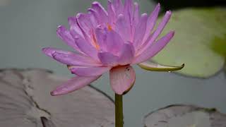 Nymphaea Siam Purple 2 [upl. by Neehs]