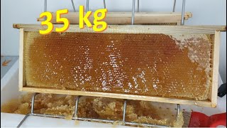 35 Kg di MIELE Smielatura 2024 ape honeybee miele apicoltori apiculture beekeeperslife [upl. by Sedberry201]