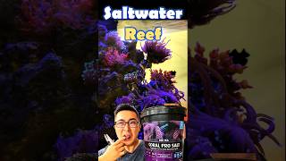 Best Reef Tank Salinity [upl. by Brazee36]