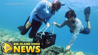 Coral Reef Restoration Project Underway On Hawaiʻi Island Nov 1 2023 [upl. by Nnahteb]