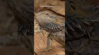 Central Bearded Dragon  Species Fact Card [upl. by Bussy10]