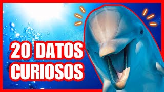 💥20 Datos Asombrosos que Desconocías sobre los DELFINES 2024 [upl. by Papotto]