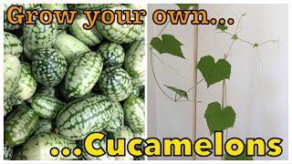 How to grow Cucamelons  Mini Exotic Fruit  City Vegetable Gardener [upl. by Gundry]