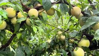 Purple Methley Plums in Larriland Farm [upl. by Worthington]