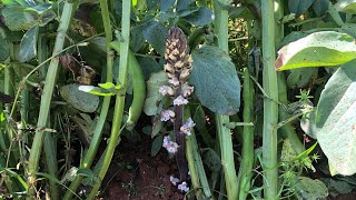 Orobanche crenata delle fave una specie commestibile [upl. by Adnolohs]