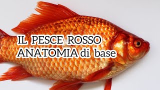 Veterinaria del pesce rossoanatomia esterna e interna pescerosso [upl. by Mag]