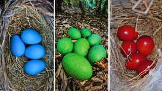 ¡LOS 20 HUEVOS DE AVES MÁS INCREÍBLES DEL MUNDO [upl. by Oiramd]