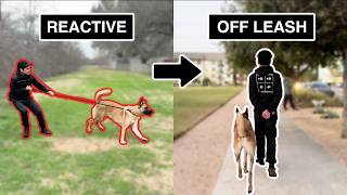 How I took this dog from REACTIVE to OFFLEASH My 4Step Process [upl. by Alad]