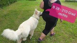 Rally Obedience PO 2022  neue Schilder Beginner [upl. by Moises]