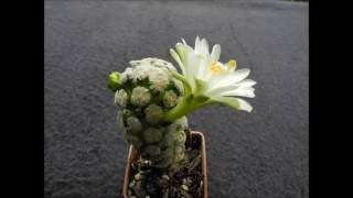 Mammillaria theresae albiflora [upl. by Anide]