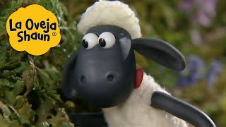 La Oveja Shaun 🐑 ¡Lengua de oveja 🐑 Dibujos animados para niños [upl. by Daile]