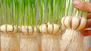 How to grow garlic in plastic bottles with water for many bulbs and large leaves [upl. by Groark]