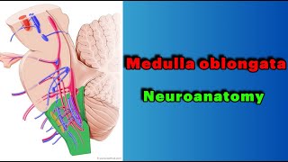 جلسه 2  ساختار بصل النخاعMyelencephalon structure of Medulla oblongata [upl. by Nickles]