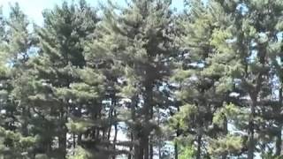 How to Identify Pine Trees [upl. by Chaim]