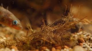 Male three spined stickleback nudging female into nest to encourage egg laying [upl. by Anitniuq853]