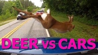 Deer vs Cars  Ultimate Dash Cam Fails Compilation [upl. by Mcclary]