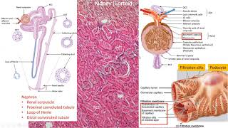 Histology of urinary system kidney ureter amp urinary bladder [upl. by Ahsinaw]