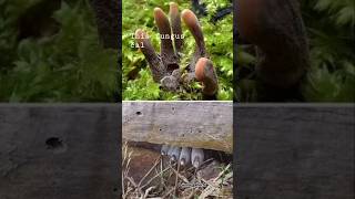 Dead peoples finger fungus 🤯 facts shorts [upl. by Barry]