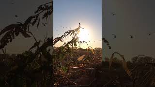 Headviewhunting duckhunting birdhunting birdhunt goosehunting waterfowlhunting waterfowl [upl. by Ereveneug]