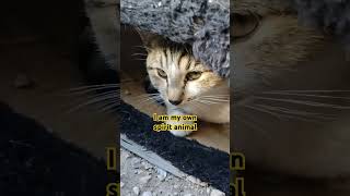 Furry Kitty Head kittens cat catsoflasvegas furrycat furry funnycats cutekittten cathead [upl. by Nahsad587]