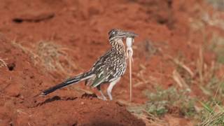 Roadrunners and Quail [upl. by Llezo]