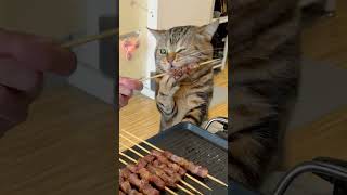 Cute cat eat meat [upl. by Acissaj]