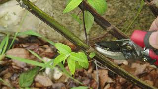 Pruning Perennial Plants Salvia Care [upl. by Eugine513]