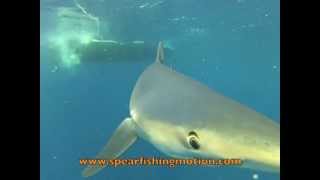 Freediving with blue sharks Apnée avec des requins bleus [upl. by Swee]