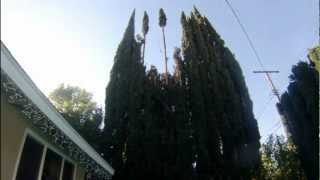 Trimming Italian Cypress Trees [upl. by Ztnaj]