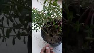 wedelia plant growampcaregardening shorts flower Hardy plant [upl. by Nigem]