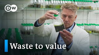 Can algae save the world  DW Documentary [upl. by Mattheus]